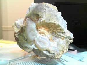 Collectibles ITEM: Hylite Opal GEODE Flouresses GREEN!!!
Origin: Sonora Mexico