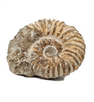 60 Million Year Old Ammonite
I know what you’re thinking…our Ammonite doesn’t look a day over 50 million years old!  We are thrilled to offer one of the most quintessential specimens in the fossil category.  Ammonite, AKA Ammonoids existed WAY before dinosaurs roamed the earth (try 60 millions years ago, give or take).  Who knew a prehistoric squid can be so sexy?  As if that’s not cool enough, scientists use ammonite as a way to link specific geologic time periods.

To us, Ammonite is one of the most romantic specimens for its history and scientific contributions.  You are literally holding eons of time in your hand!  It’s also aesthetically pleasing with it’s signature spiral pattern which is believed to convert negative energy flow into positive energy flow.  Ammonite is said to stimulate the flow of chi energy into the body and support with childbirth and the process of childbirth along with labor pains

Read more about Ammonite in our Rox Library
What’s included?

Palm-size specimen crafted by Mother Earth
LuxeRox Lucite Mineral Display stand (4” x 4”)
LuxeRox Velvet Storage Pouch (5” x 6”)
From the desk of LuxeRox: All specimens from LuxeRox are rough natural material.  Every order contains a one-of-a-kind work of art as crafted by Mother Nature.  All specimens will vary slightly in size, color, and shape.  All subscription-based specimens will fit in our signature LuxeRox velvet pouch and mineral stand. Not a single type of specimen will ever be the same.